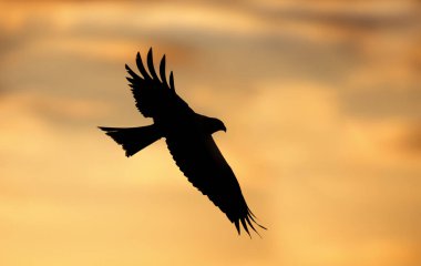Silhouette of a red kite in flight clipart