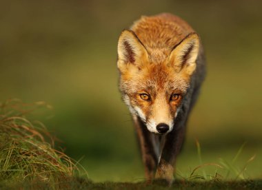 Kırmızı bir tilkinin yakın çekim (Vulpes vulpes)