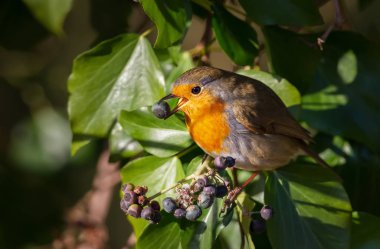 Close up of European Robin eating berries in a tree clipart