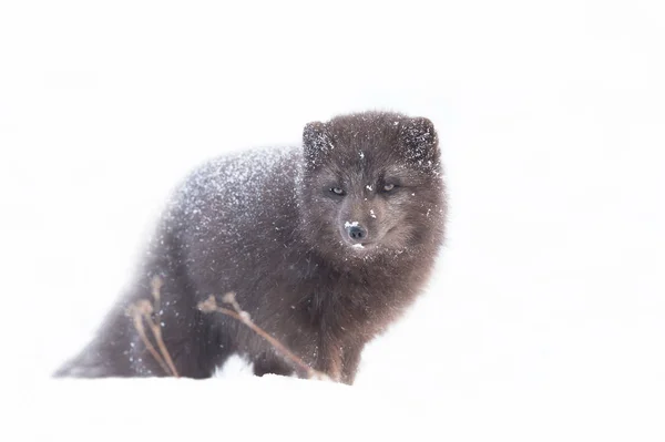 Primer plano de un zorro ártico en invierno —  Fotos de Stock