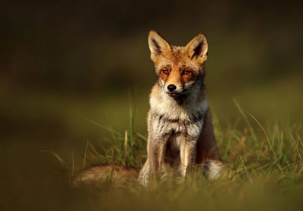 Close up of a red fox sitting in grass — Stock Photo, Image