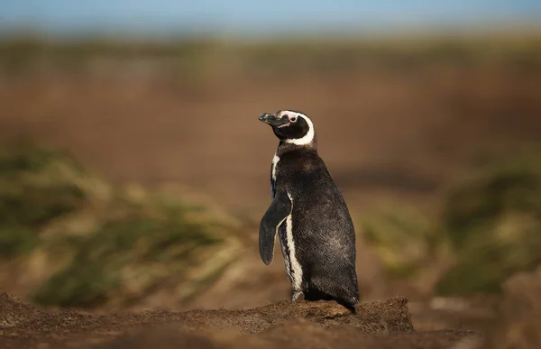 Close up de pinguim de Magalhães em pé na areia — Fotografia de Stock