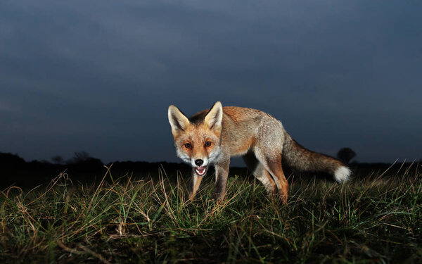 Close up of a red fox (Vulpes vulpes) at night, Netherlands.