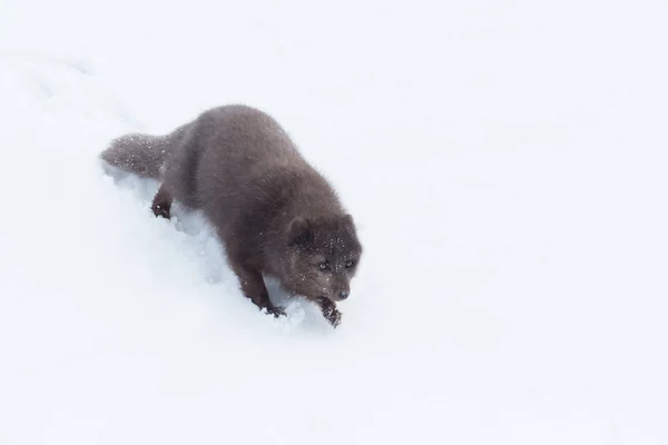 Zorro ártico deslizándose desde una colina nevada en invierno —  Fotos de Stock