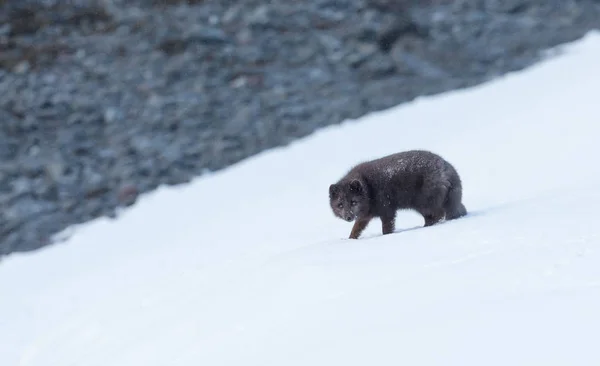 Primer plano de un zorro ártico en invierno en una zona costera —  Fotos de Stock