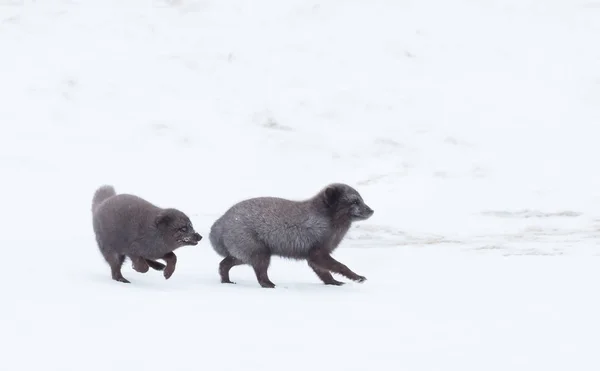 Zorros árticos persiguiéndose entre sí durante la época de reproducción —  Fotos de Stock