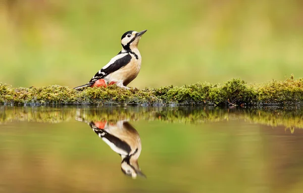 Great spotted woodpecker and his reflection by a pond — Stock Photo, Image
