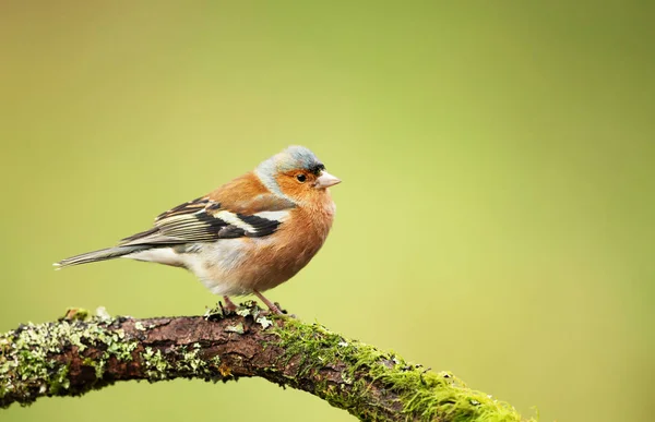 Buchfink hockt auf einem bemoosten Ast — Stockfoto