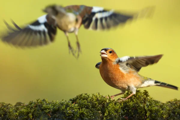 Common chaffinch with wings spread open fighting for the territo — Stock Photo, Image