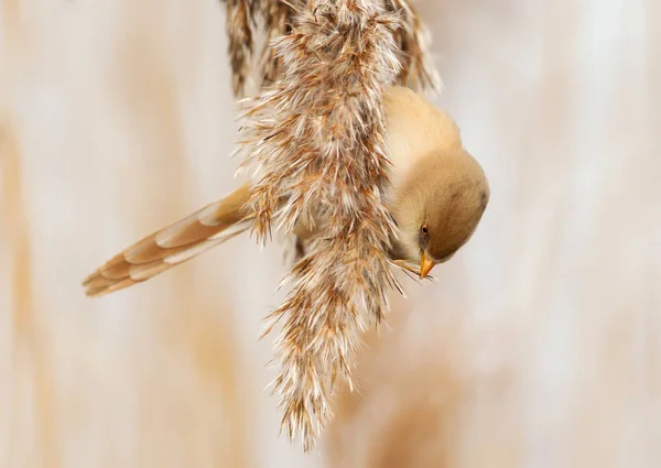 在芦苇床上吃种子的胡子山雀 — 图库照片