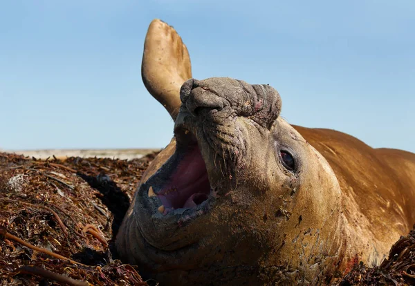 Elephant seal male on the coasts of Falkland Islands — Stock Photo, Image