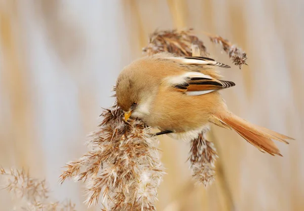 Bearded tit feeding on seeds in a reed bed — Stock Photo, Image