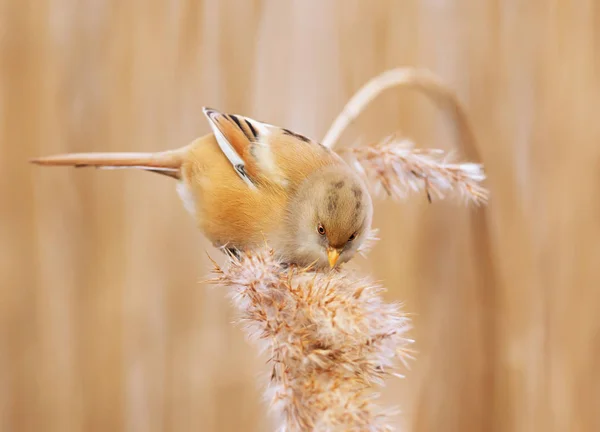 Bearded tit feeding on seeds in a reed bed — Stock Photo, Image