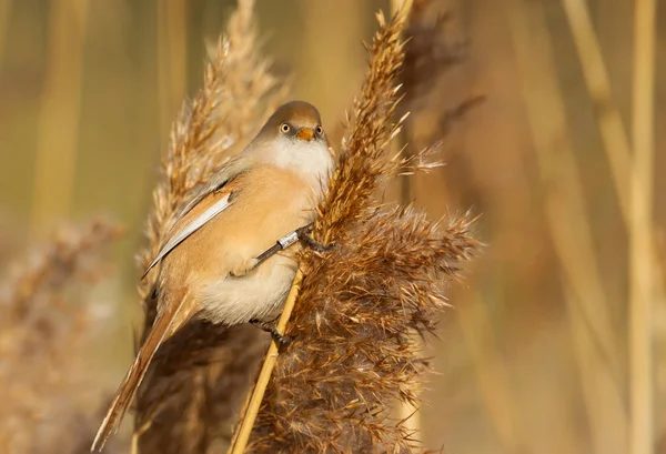 Bearded tit feeding on seeds in a reed bed — Stock Photo, Image