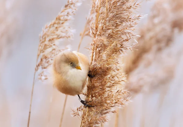 Bearded tit feeding on seeds in a reed bed — Stock Photo, Image