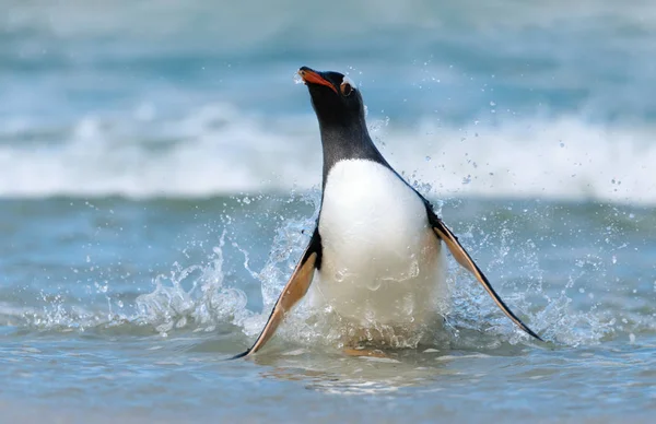 Gentoo ペンギンが荒れ狂う海から上陸 — ストック写真