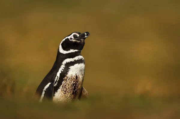 Магелланов пингвин, стоящий в траве в солнечный день — стоковое фото