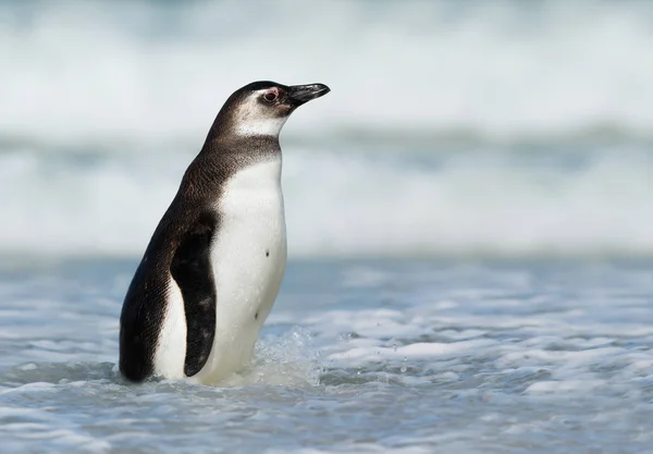 Close-up de um pinguim de Magalhães na água — Fotografia de Stock