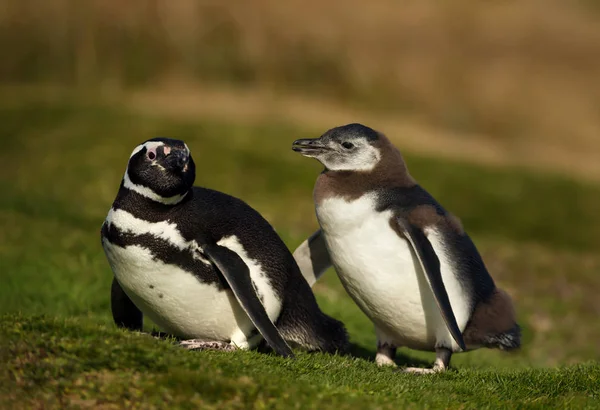 Pingouin de Magellan avec un poussin marchant sur l'herbe — Photo