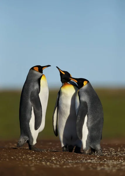 Κοντινό πάνω από βασιλιάδες πιγκουίνοι στις Νήσους Φώκλαντ — Φωτογραφία Αρχείου