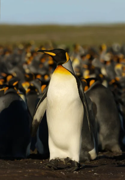 Pingüino rey de pie cerca de la colonia — Foto de Stock