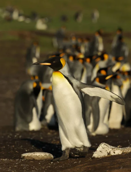 Primo piano di un pinguino re in piedi vicino alla colonia — Foto Stock