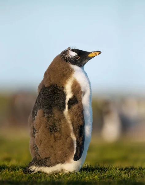 Retrato de uma pinguim Gentoo — Fotografia de Stock