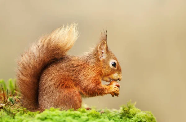 Ardilla roja comiendo una nuez en otoño — Foto de Stock