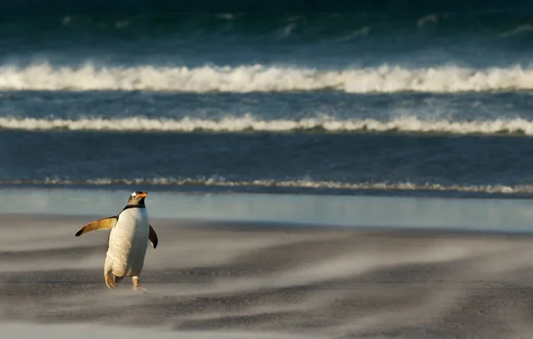 Gentoo pingouin marche sur une plage de sable fin — Photo