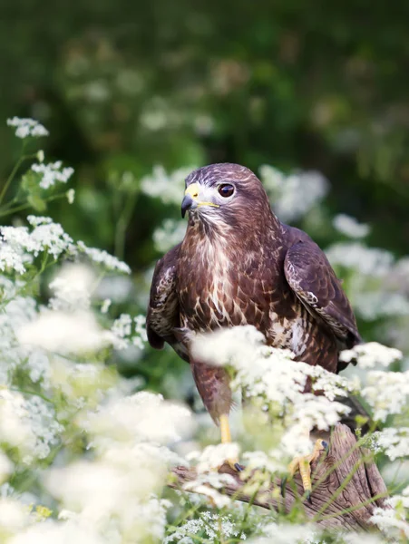 Common Buzzard in the meadow with white flowers — Stock Photo, Image