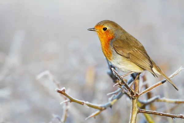 European Robin perching on a tree branch in winter — Stock Photo, Image