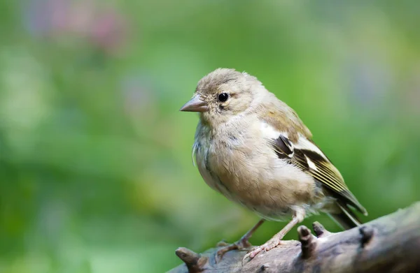 Common Chaffinch juvenile perched on a tree branch — Stock Photo, Image