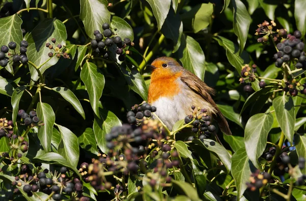 Közelből az Európai Robin étkezési bogyók egy fa — Stock Fotó