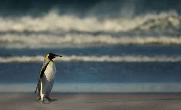 Re pinguino che cammina su una costa sabbiosa Fotografia Stock