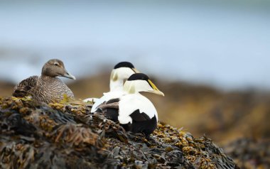 Close-up of a group of Common eiders lying in seaweeds clipart