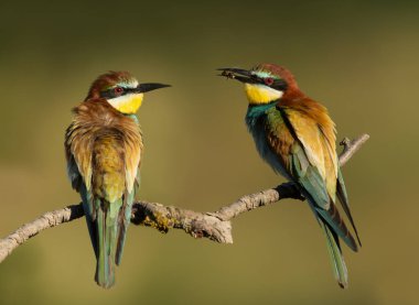 Bir dalı tünemiş kabarık tüyleri ile Avrupa Arı yiyenler
