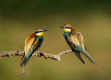 Bir dalı tünemiş kabarık tüyleri ile Avrupa Arı yiyenler