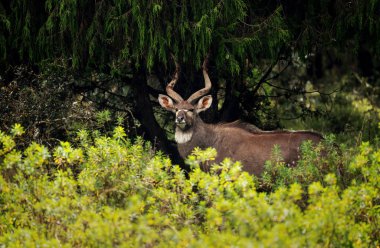 Bir erkek Mountain Nyala yakın çekim