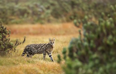Çayırlarda serval kedi (Leptailurus serval)