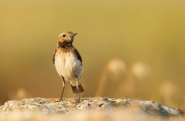 Bir kayanın üzerine tünemiş pied Wheatear
