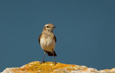 Pied Wheatear mavi arka plan karşı bir kaya üzerine tünemiş