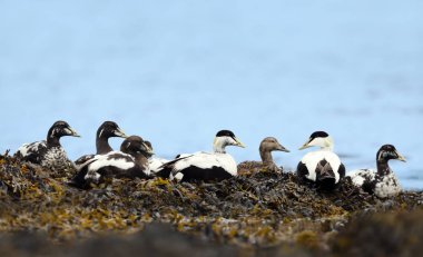 Yosunlarda yatan ortak eiders grubu