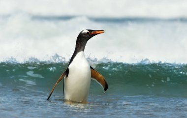 Gentoo Penguen fırtına sularında kıyıya geliyor