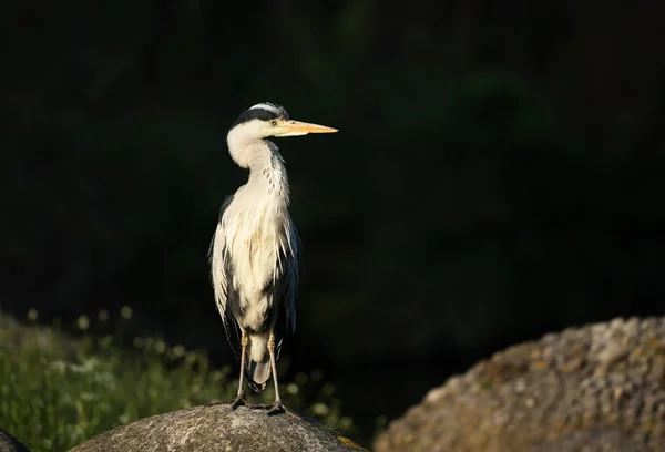 Grey Heron uppflugen på en klippa i våtmarker — Stockfoto