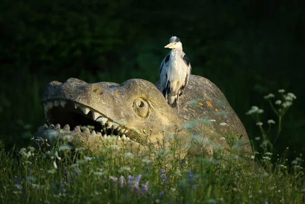Grey heron standing on a dinosaur, Crystal Palace, UK. — Stock Photo, Image
