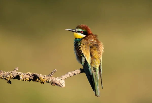 European Bee-eater with puffed feathers perching on a branch — Stock Photo, Image