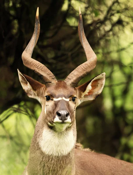 Primer plano de un macho Montaña Nyala — Foto de Stock