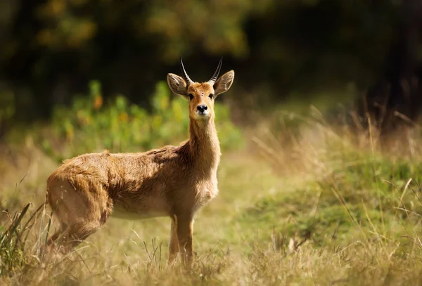 Närbild av en Bohor Reedbuck i gräsmarker — Stockfoto