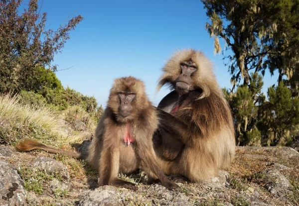 Gros plan sur le toilettage des singes Gelada mâles et femelles — Photo
