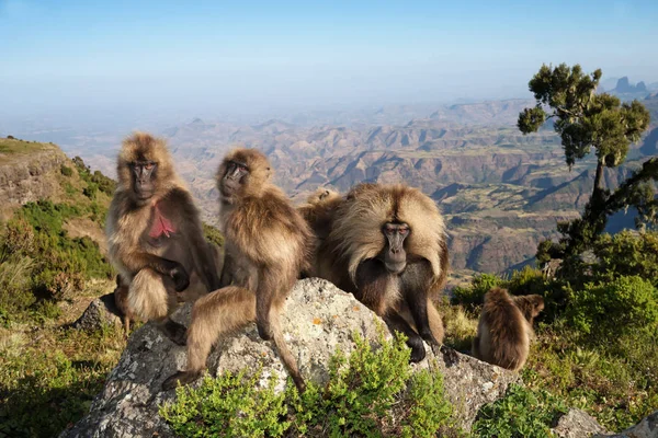 Grupp av Gelada apor sitter på klippor — Stockfoto